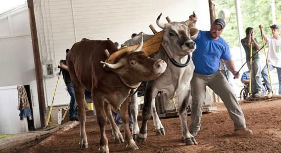 Cummington Fair